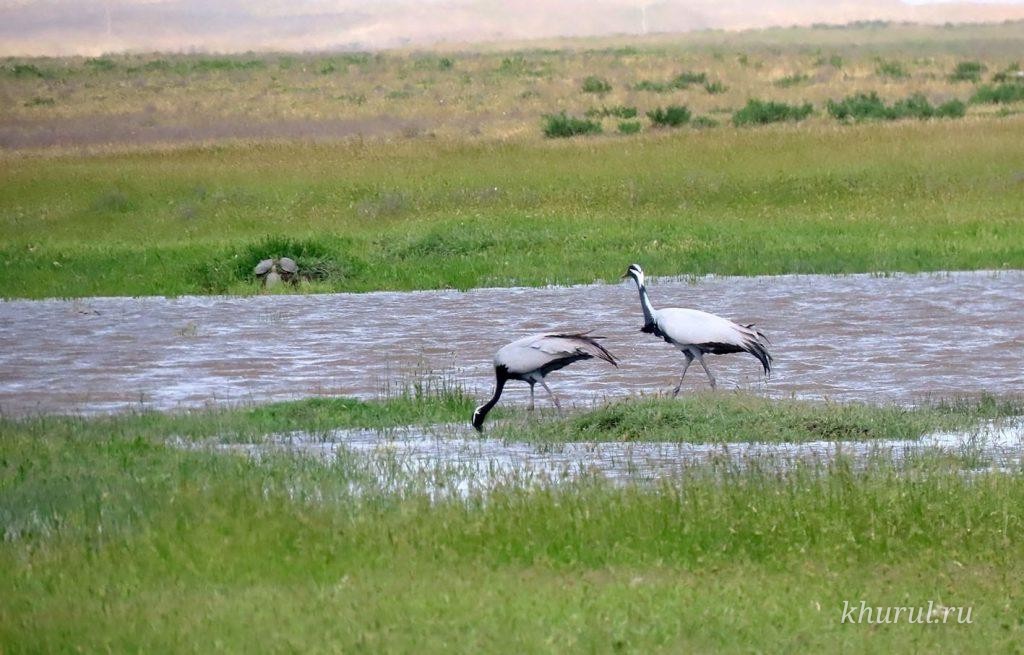 Let’s Help the Demoiselle Crane!